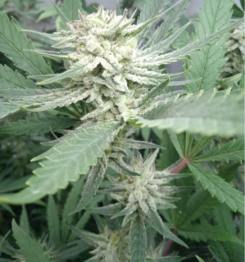 Amnesia OG, Фасовка: 10