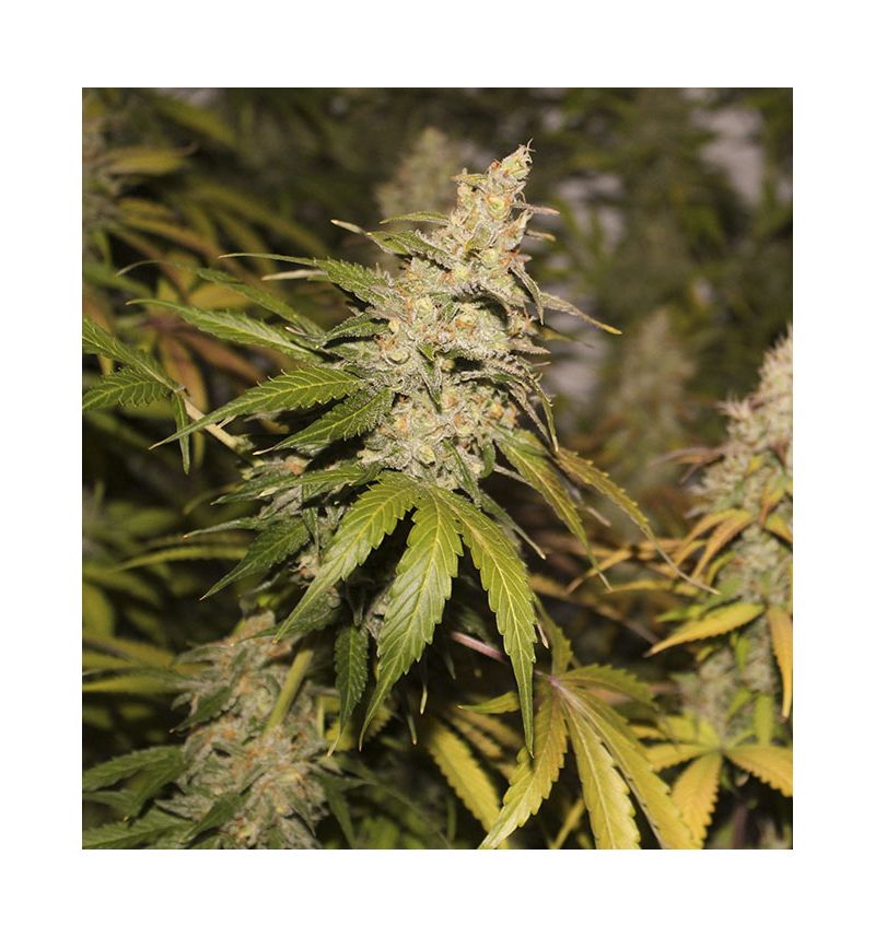 Mokum’s Tulip, Фасовка: 5, изображение 2