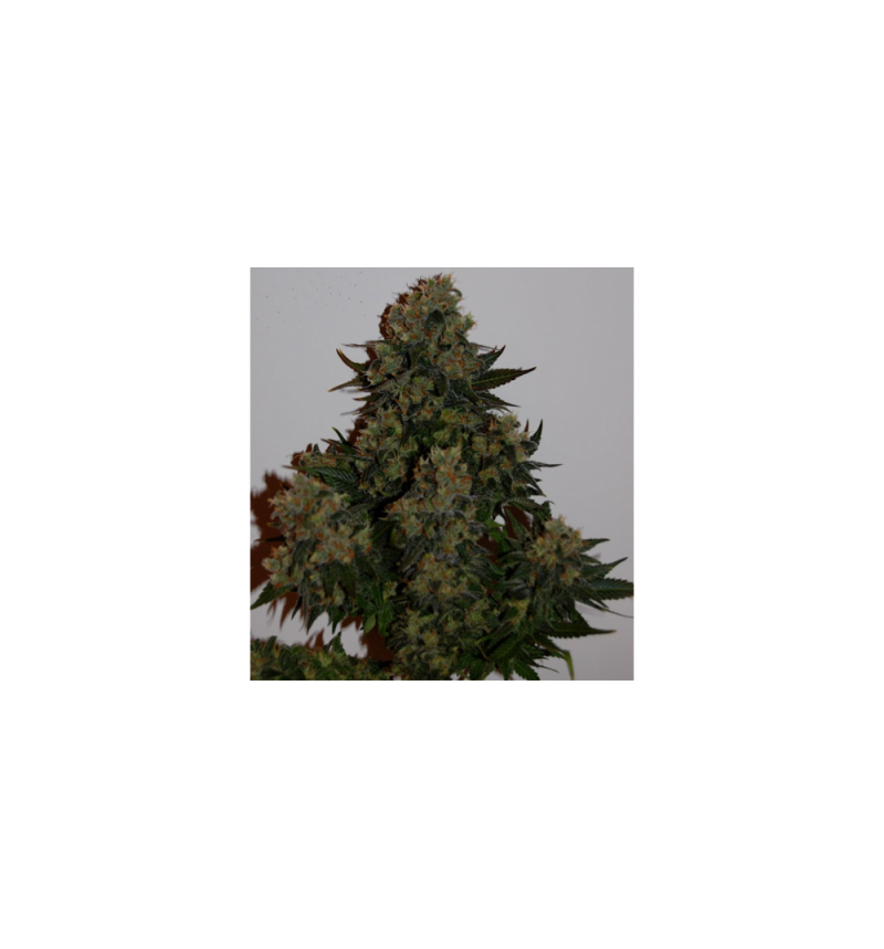 Tutankhamon Auto, Фасовка: 3+1, изображение 4