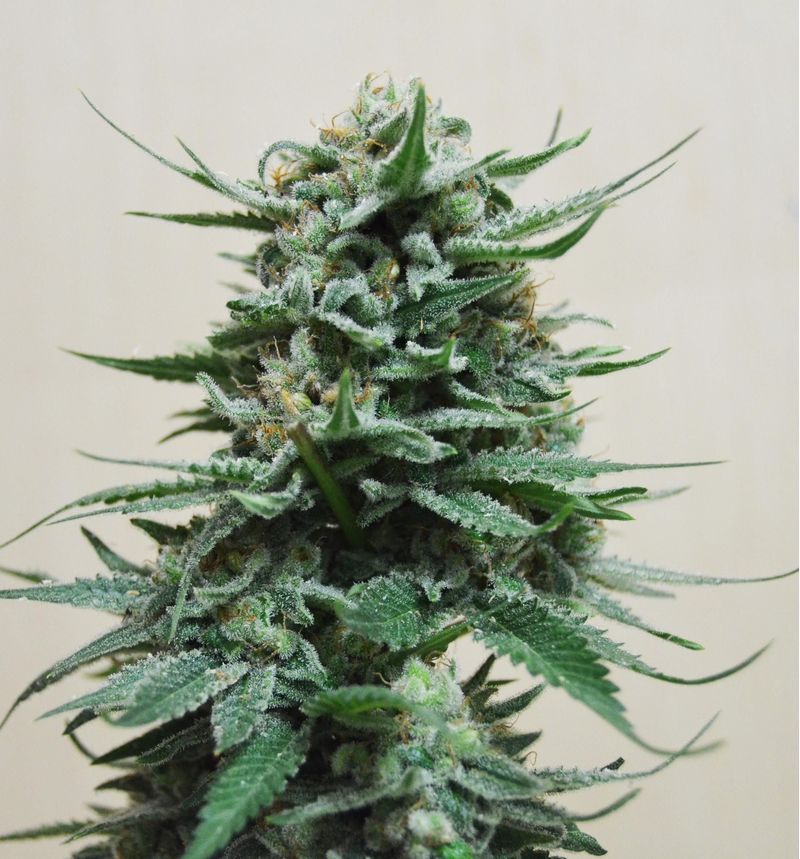 Northern Russian Auto, Фасовка: 5