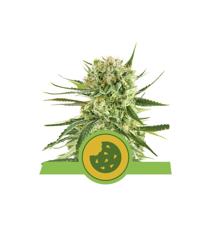 Royal Cookies Auto, Фасовка: 5