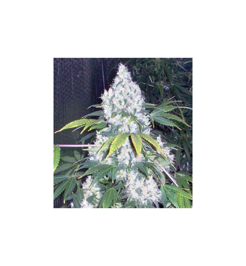 Blue Mystic, Фасовка: 5, изображение 2