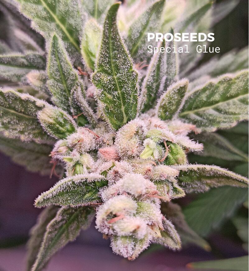 Special Glue Auto, Фасовка: 6