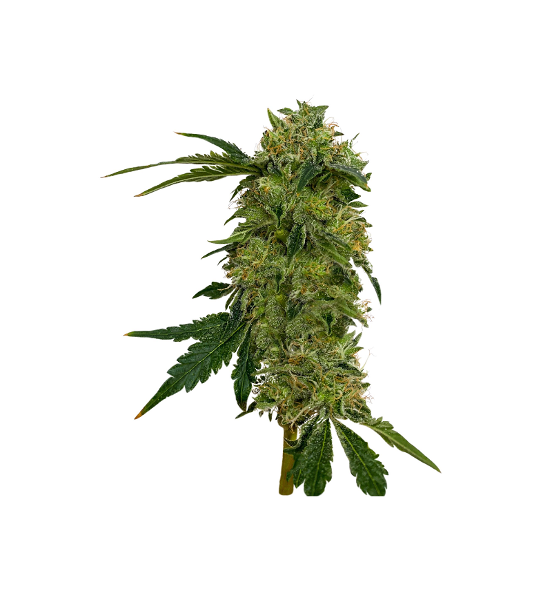 Bad Guy, Фасовка: 3, изображение 9