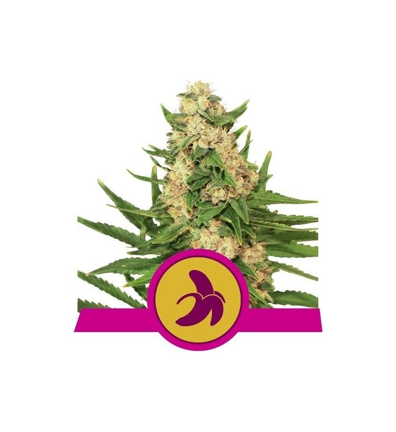 Fat Banana, Фасовка: 3