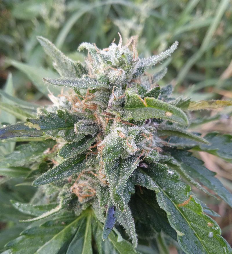 Cookies Kush Auto, Фасовка: 10, изображение 8