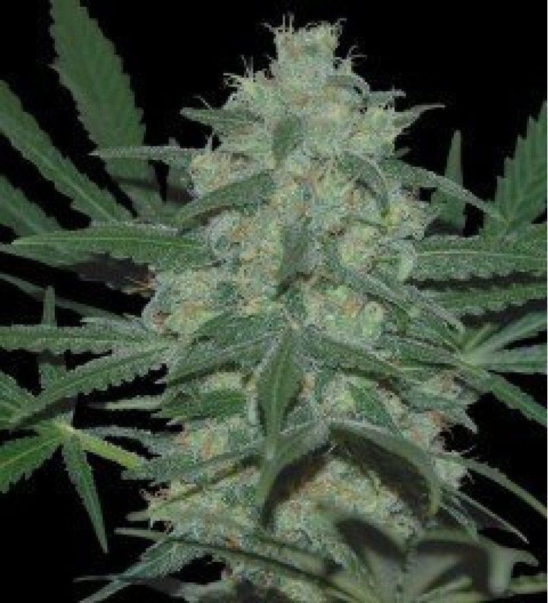 Pakistan Valley, Фасовка: 3