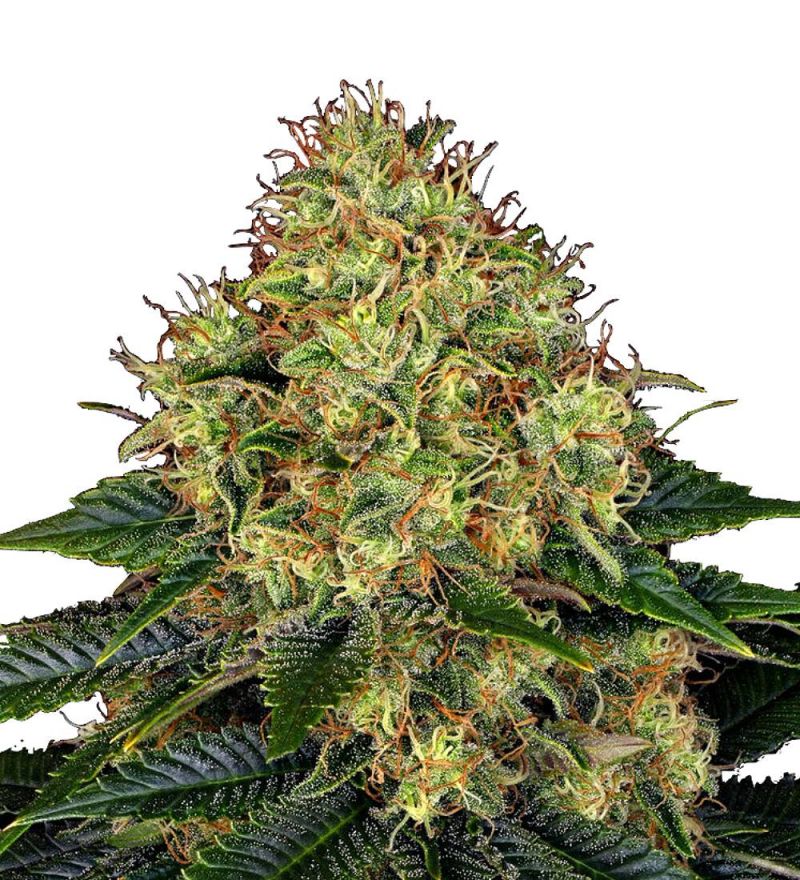 Skywalker OG Auto, Фасовка: 3