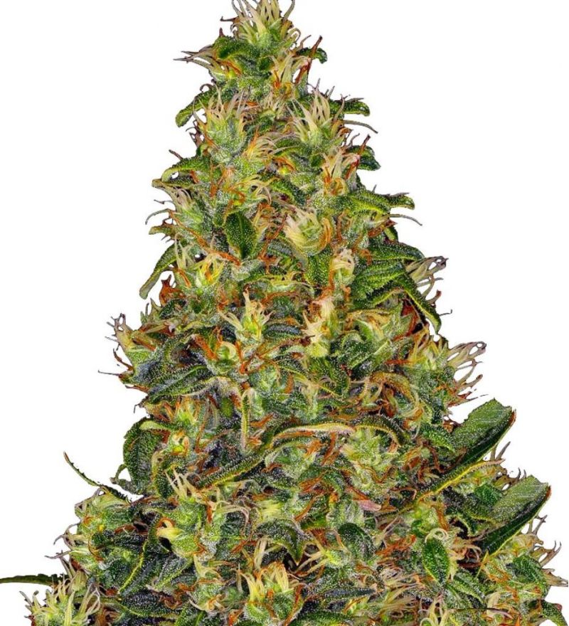 Amnesia Haze Auto, Фасовка: 3