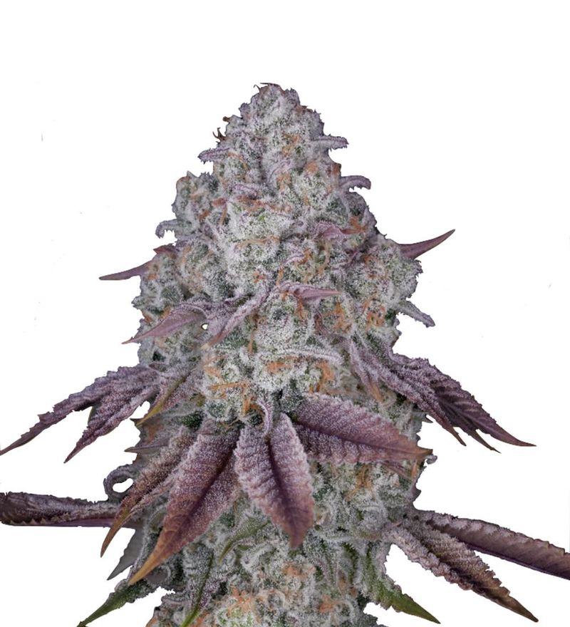 Persian Pie, Фасовка: 5