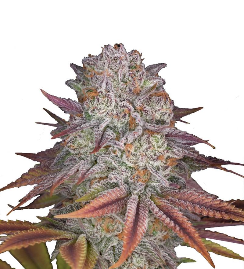 Pulp Friction, Фасовка: 3