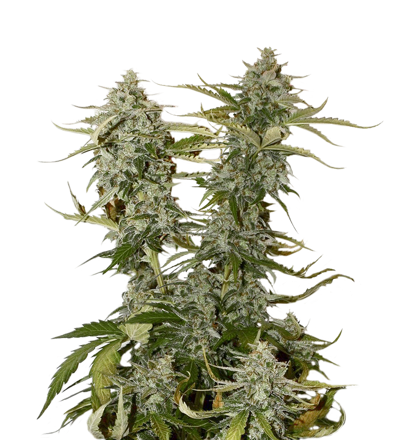 Candy Dawg Auto, Фасовка: 3, изображение 2