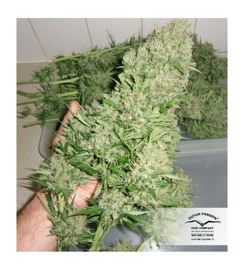 Blue Mazar Auto, Фасовка: 1, изображение 8