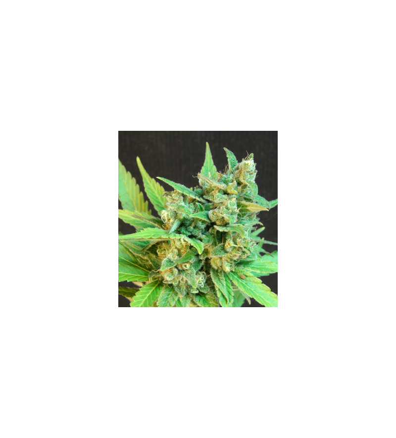 Kickass Auto (B.Lee Auto), Фасовка: 3, изображение 3