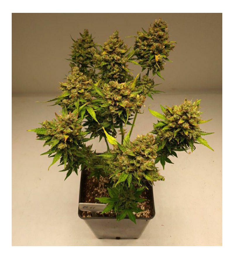 Astral OG Auto, Фасовка: 5, изображение 2