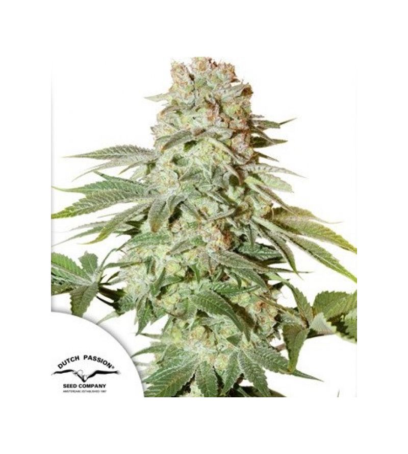 Auto Power Plant, Фасовка: 3