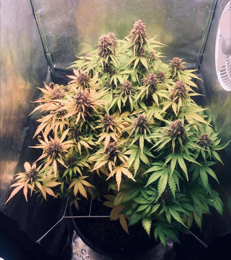 Gran Purple Banner Auto, Фасовка: 10, изображение 3
