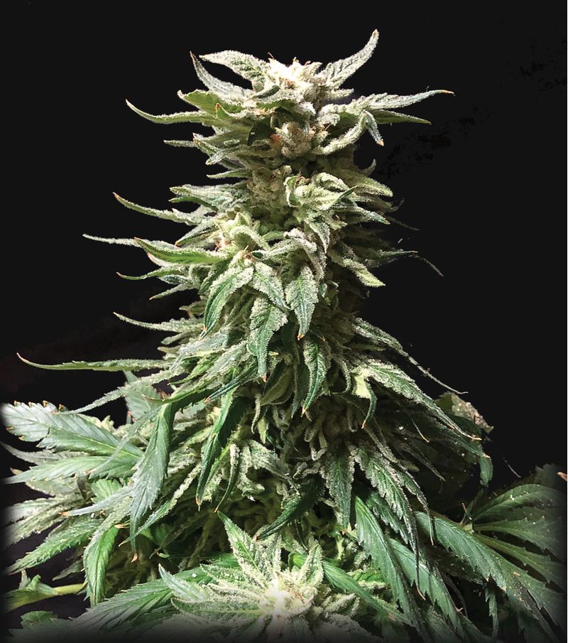 Do-Si-Dos, Фасовка: 3