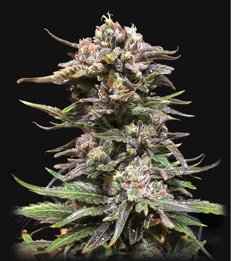 Wedding Cake, Фасовка: 1