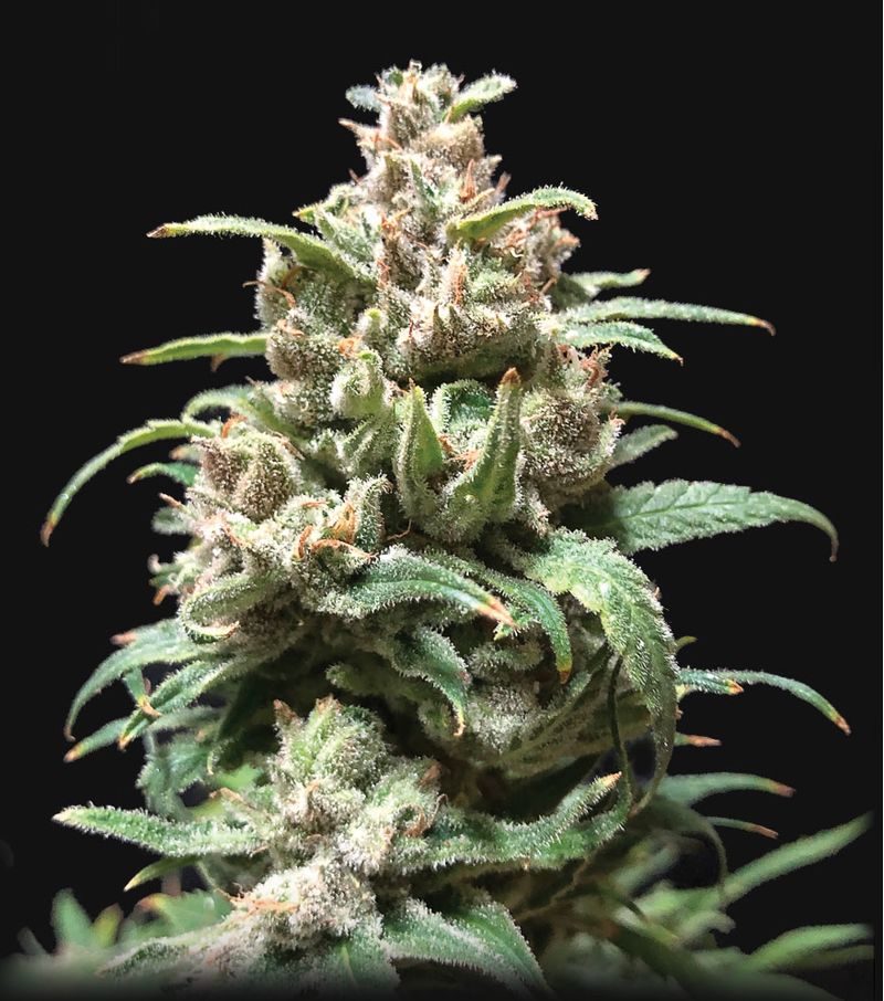 Zkittlez Auto, Фасовка: 1