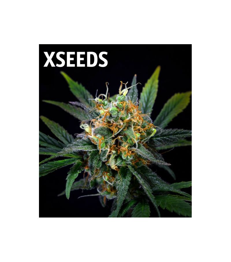 JILLYBEAN, Фасовка: 5