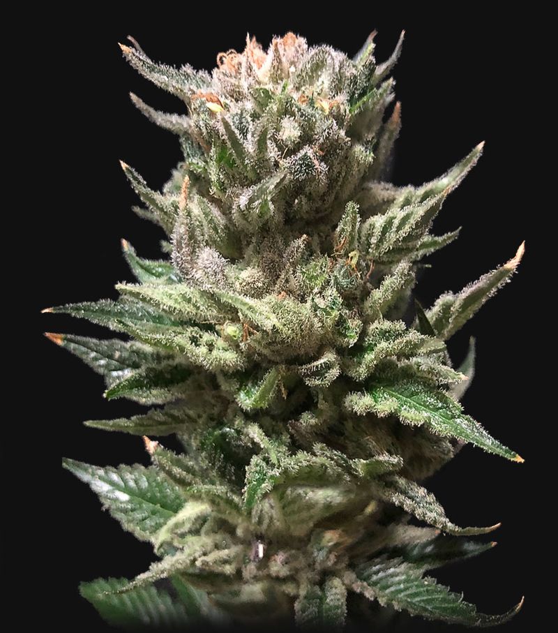 Gelato Auto, Фасовка: 3