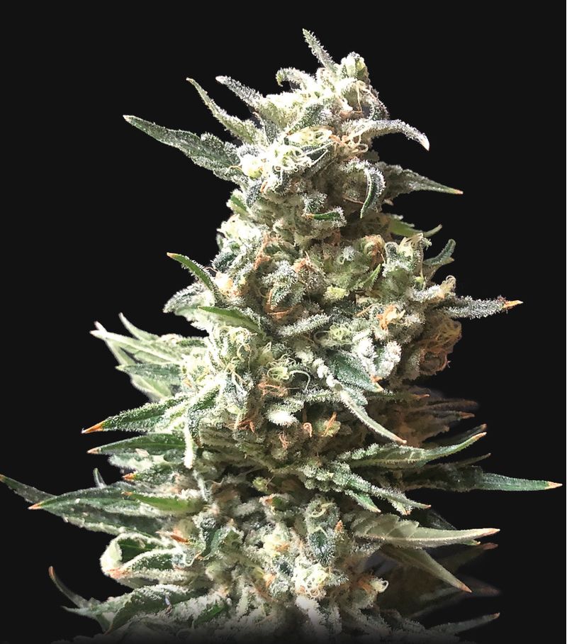 Bruce Banner Auto, Фасовка: 1