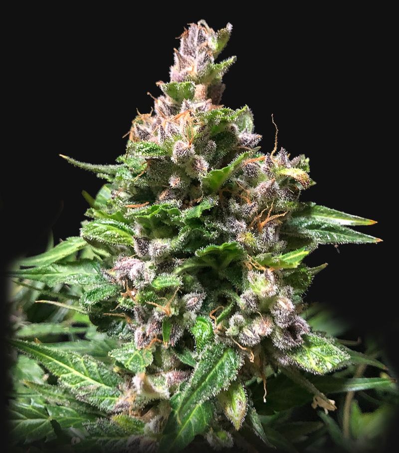 OG Kush Auto, Фасовка: 5