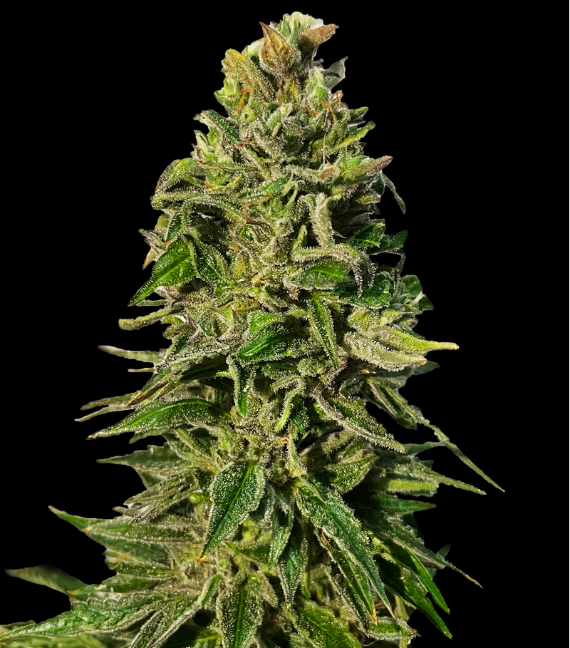 Pineapple Express Auto, Фасовка: 3