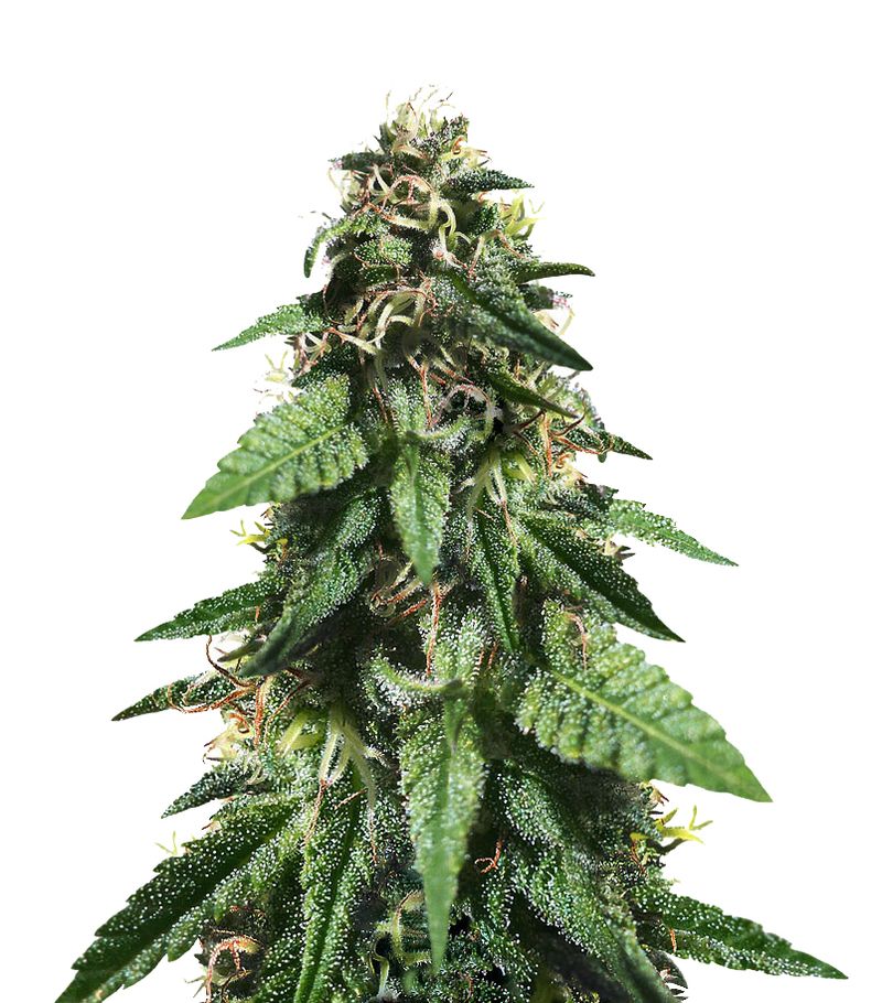 Widow Remedy Reg, Фасовка: 10