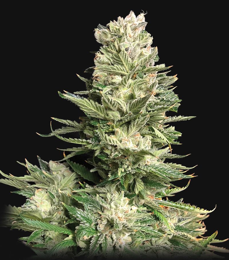 Bruce Banner, Фасовка: 10