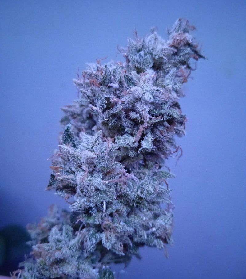 Feminised MIX, Фасовка: 25, изображение 2