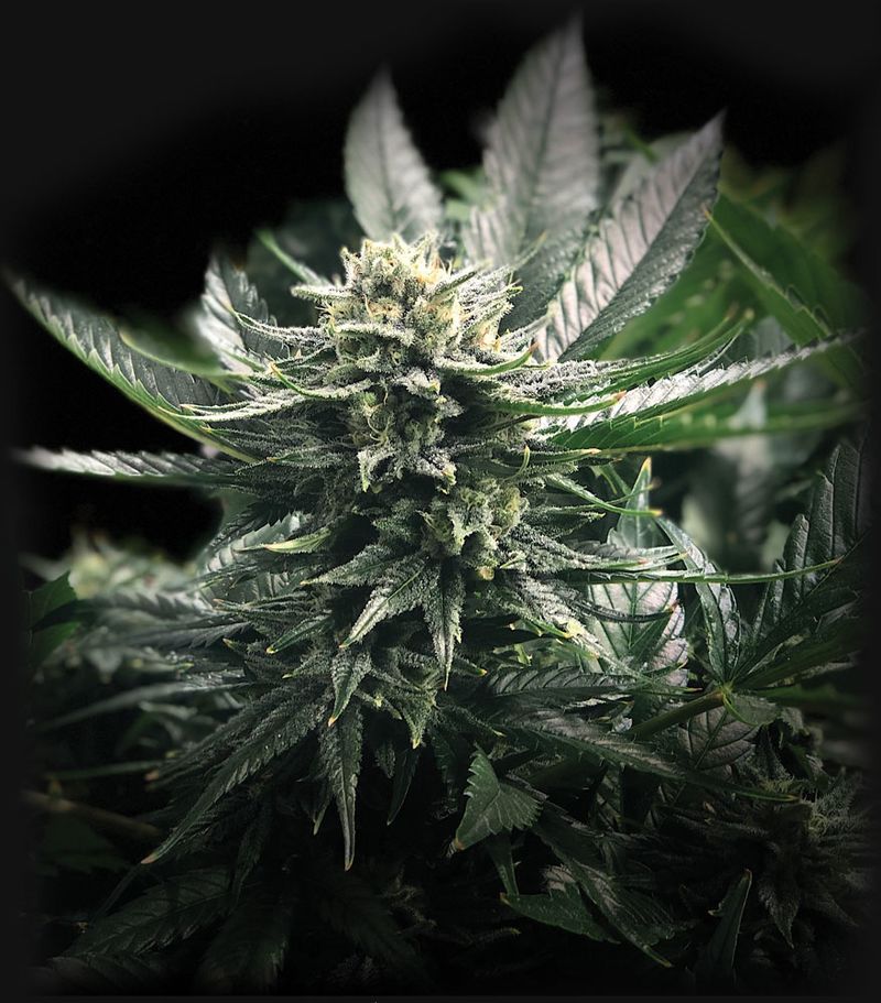 Gorilla Glue #4, Фасовка: 10