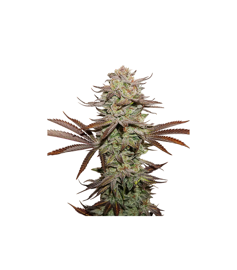 Sticky Fingers Auto, Фасовка: 3