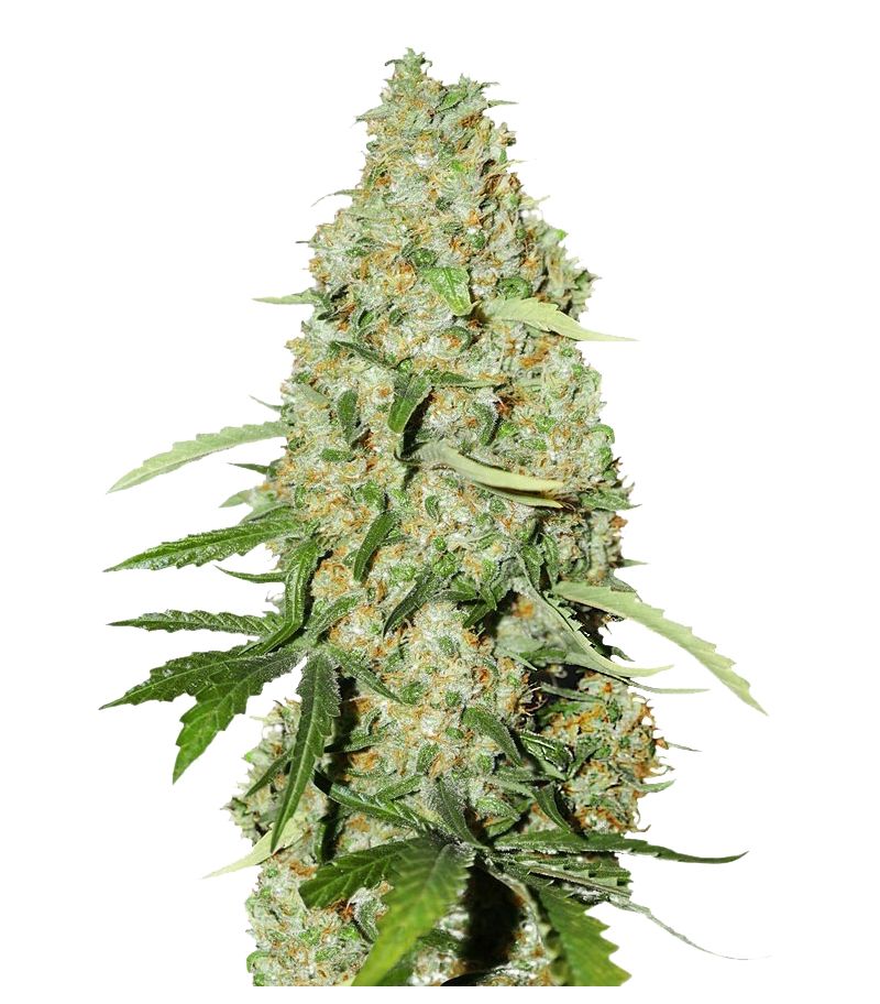 Think Fast, Фасовка: 3