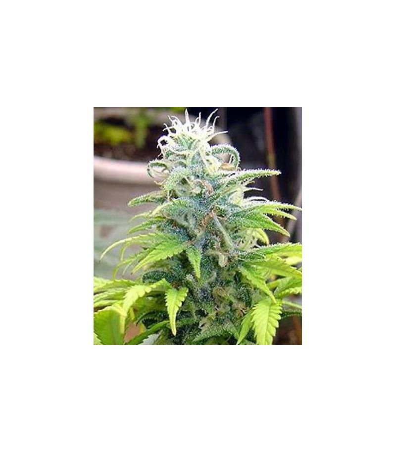 Skunk #11, Фасовка: 3, изображение 2