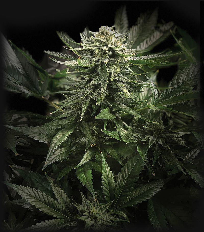 Gelato, Фасовка: 10