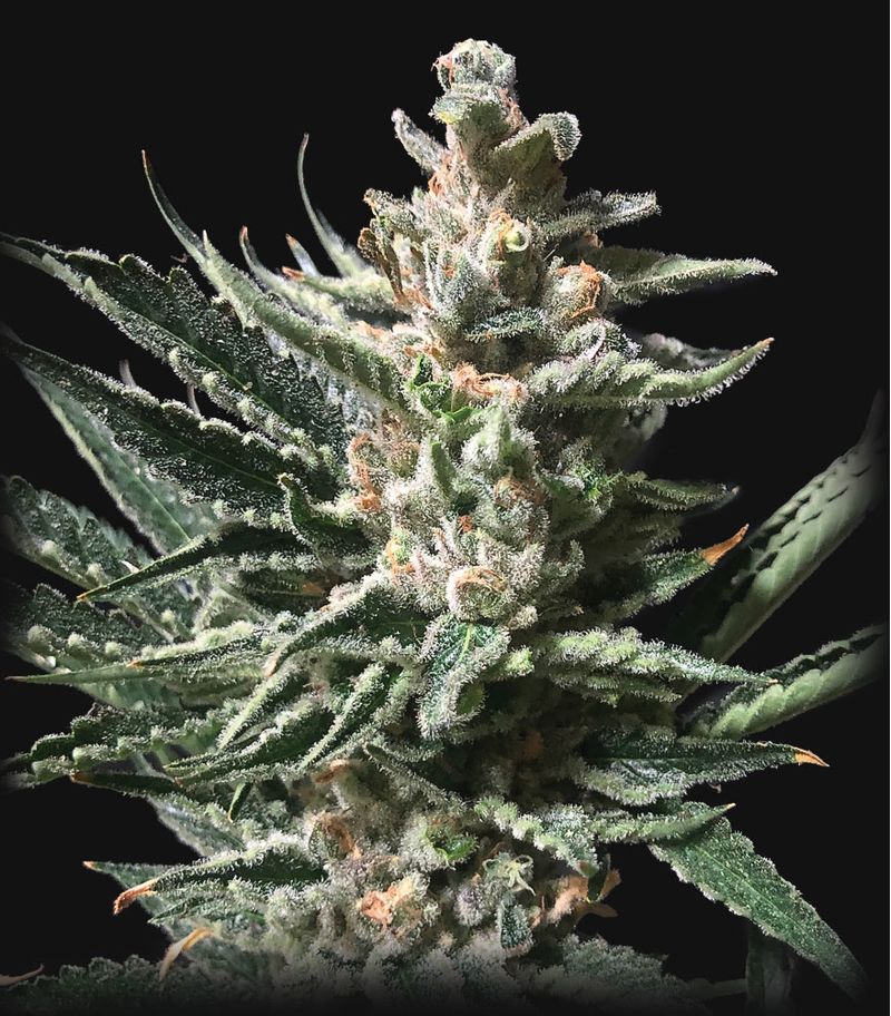 Girl Scout Cookies Auto, Фасовка: 3