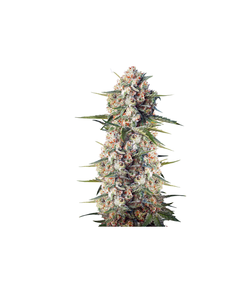 Crystal Candy Fast Version, Фасовка: 3+1