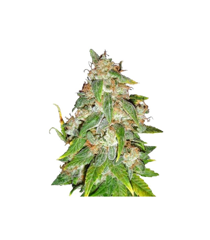 Kaia Kush, Фасовка: 5