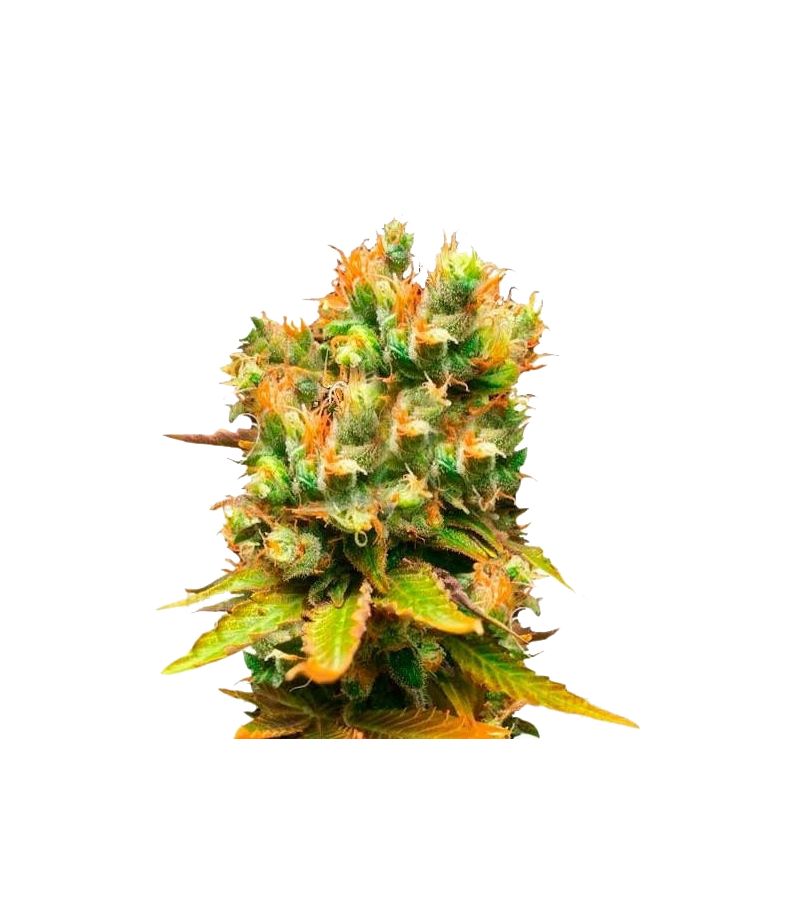 Honeybells CBD, Фасовка: 3