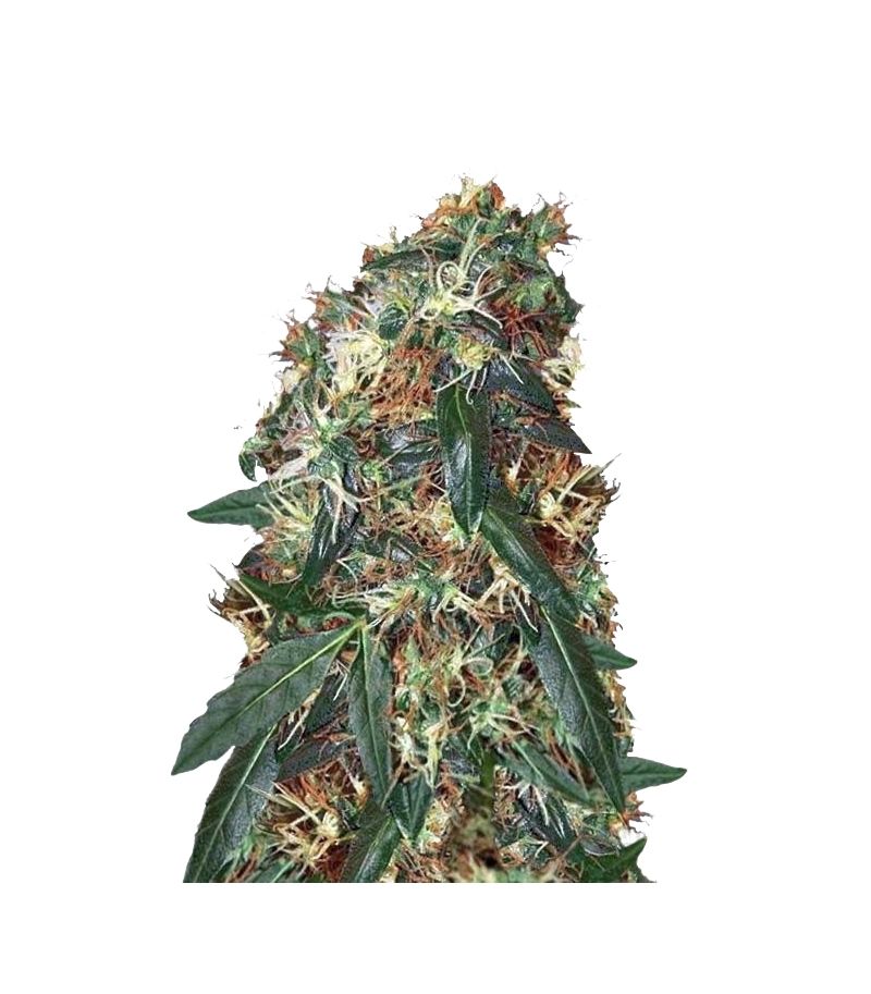 CBD ComPassion, Фасовка: 3