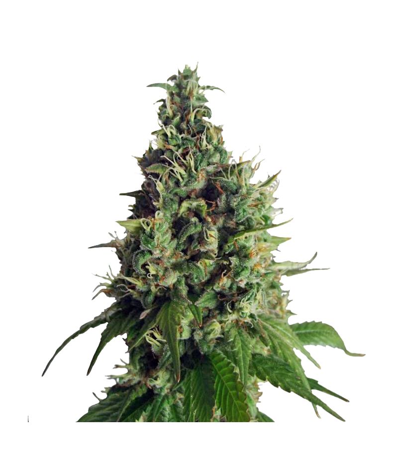 Orange Hill Special Reg, Фасовка: 10