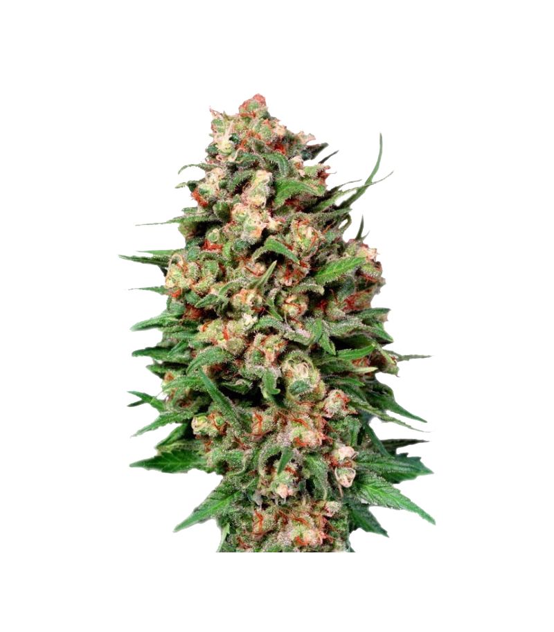 Skunk №1 Reg, Фасовка: 10