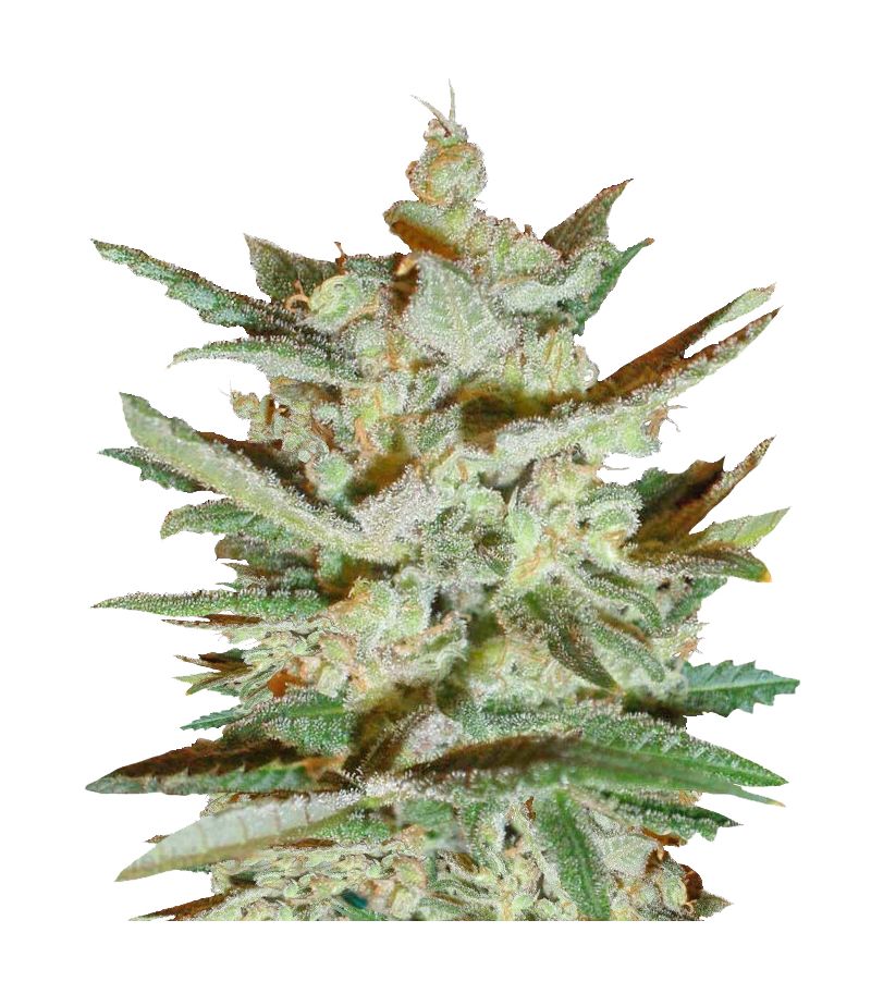 Supersonic Cristal Storm Auto, Фасовка: 3