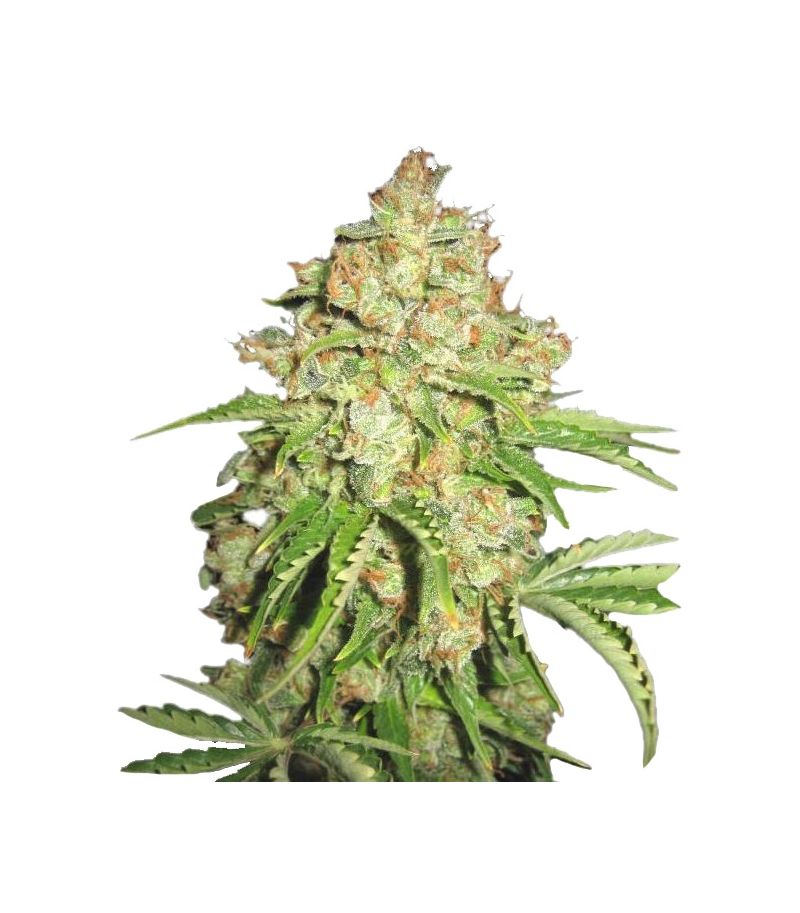 Auto White Russian, Фасовка: 6