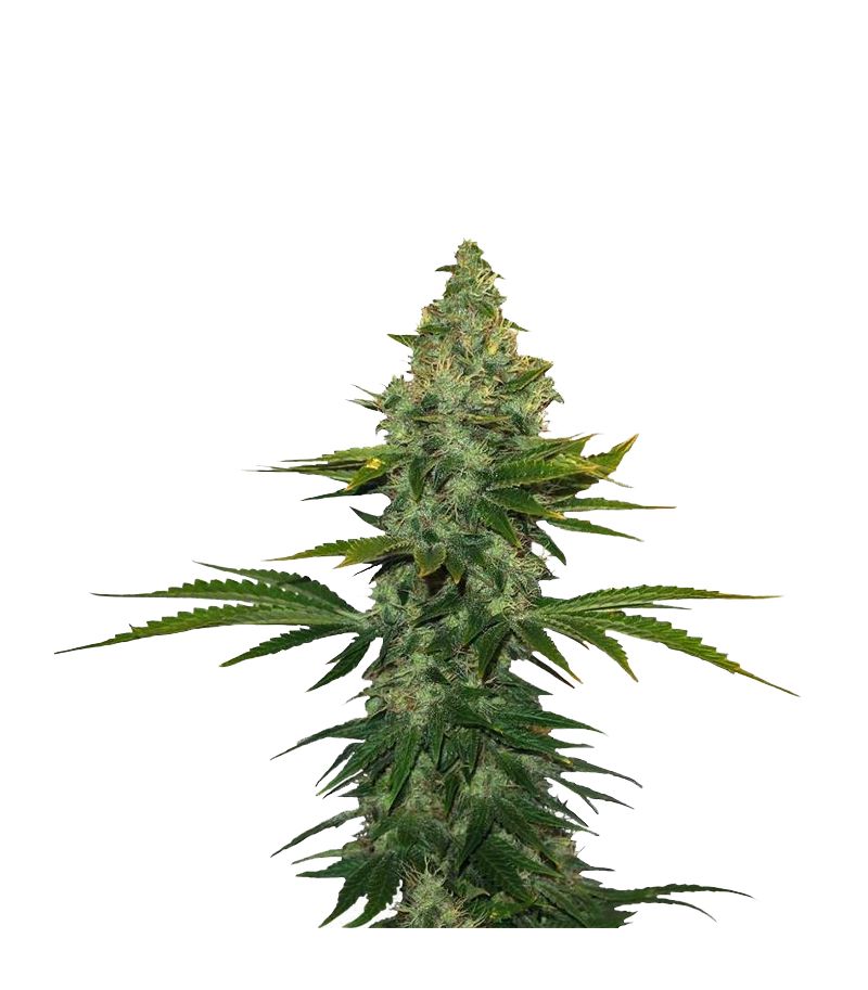 Liberty Haze, Фасовка: 3