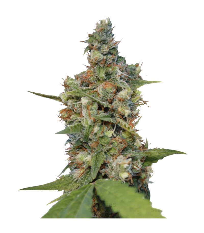 CBD Blue Shark, Фасовка: 3