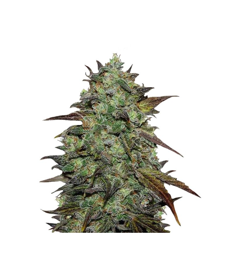 Eleven Roses, Фасовка: 5+3