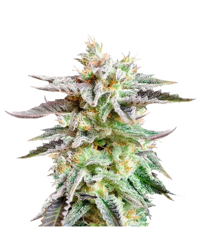 Sugar Black Rose, Фасовка: 5